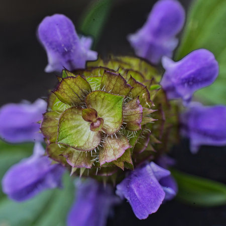 Close-up of blooming flowers with soft lavender petals and blurred background, captured in natural light to highlight floral texture, color gradients, and natural elegance.の写真素材