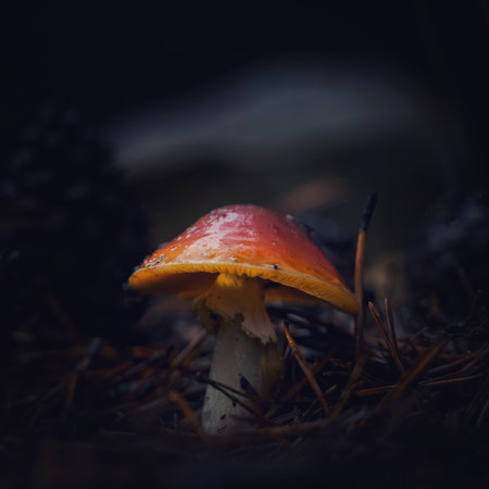 small forest mushrooms in late autumn on a blurred background in the forestの写真素材