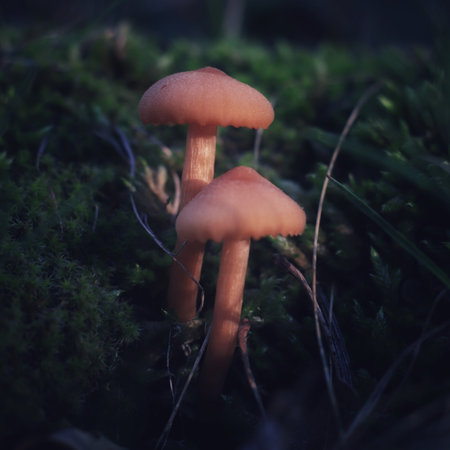 small forest mushrooms in late autumn on a blurred background in the forest