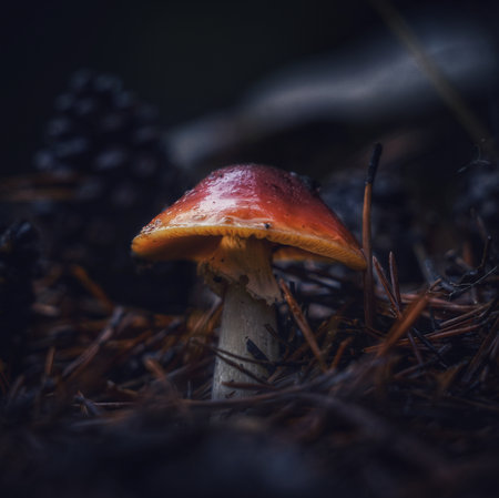 small forest mushrooms in late autumn on a blurred background in the forestの写真素材