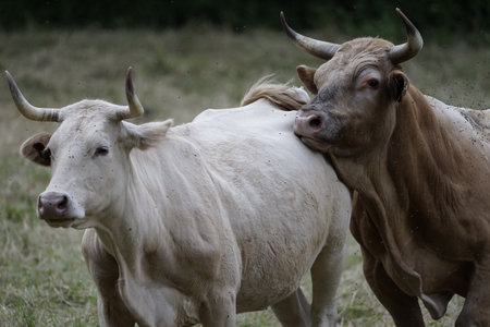 Landscape of a beautiful green meadow with cowsの写真素材