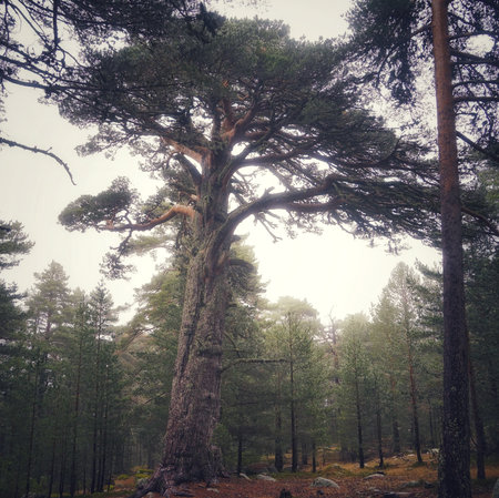 Beautiful forest landscape in autumn seasonの写真素材