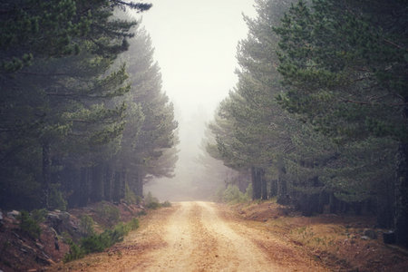 Beautiful colorful forest landscape in autumn seasonの写真素材