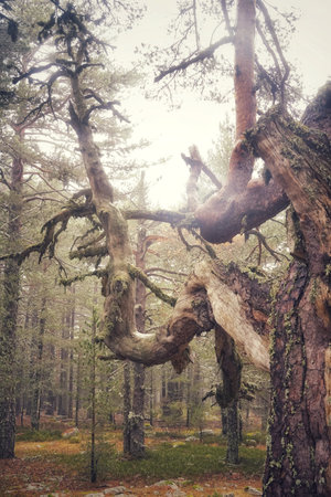 Beautiful colorful forest landscape in autumn seasonの写真素材