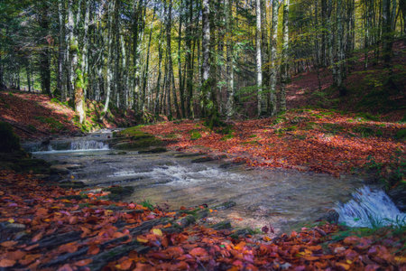 Beautiful colorful forest landscape in autumn seasonの写真素材