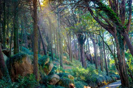 Magic Forest, Sintra, Portugalの写真素材
