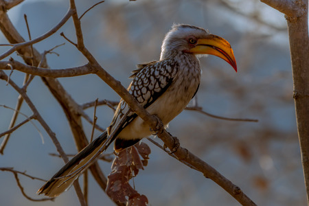 Yellow hornbill, Zimbabweの写真素材