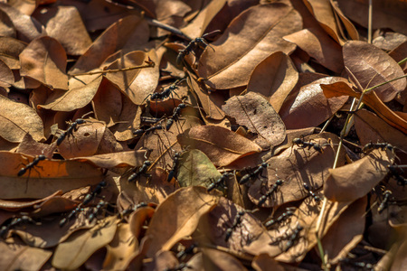 Army of razor-jaw ants, Zimbabweの写真素材