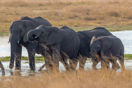 Elephant in the water, Zimbabweの写真素材