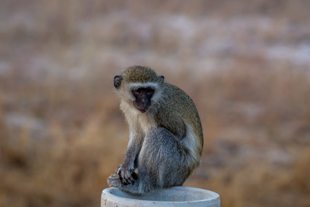 Monkey on a pole, Zimbabweの写真素材
