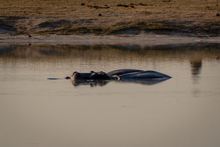 Hiipo in the water, Hwange, Zimbabweの写真素材