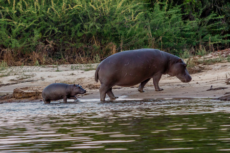 Baby hippo and morther, Zimbabweの写真素材