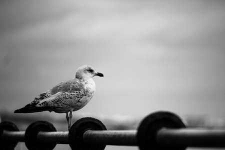 The Seagullの写真素材