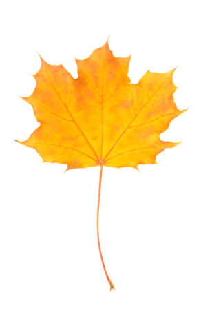 Isolated on a white background maple leafの写真素材