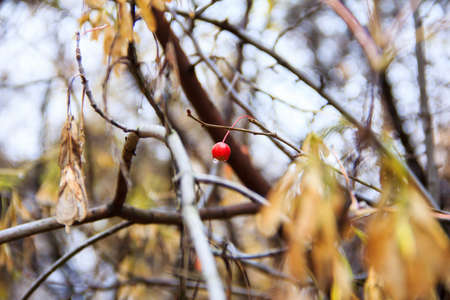 Tree with yellow leaves and rowan berry in autumn day.の写真素材