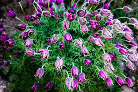 Fabulous purple blooming flowers in spring garden. Selective focus.の写真素材