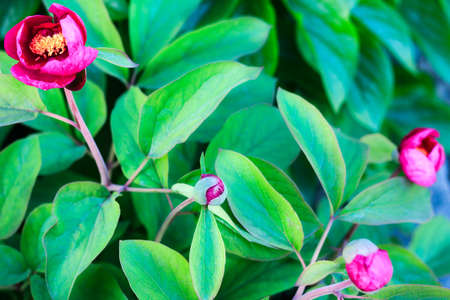 Bright pink buds of spring flowers in blossom garden. Selective focus.の写真素材