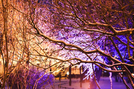 Tree branches covered with bright Christmas lights. Winter city park. Christmas background. Holiday street illumination.の写真素材