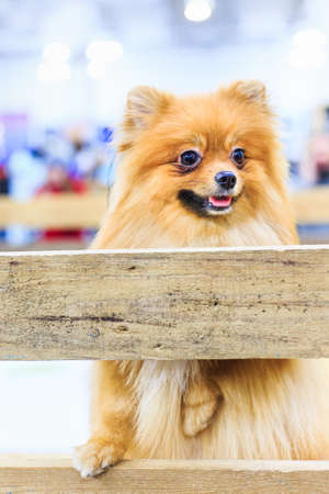 Puppy of Pomeranian Spitz dog standing on one paw on wooden board and curious looking away. Cute happy portrait close-up with open mouth and tongue sticking out. Lovely fluffy pet.の写真素材