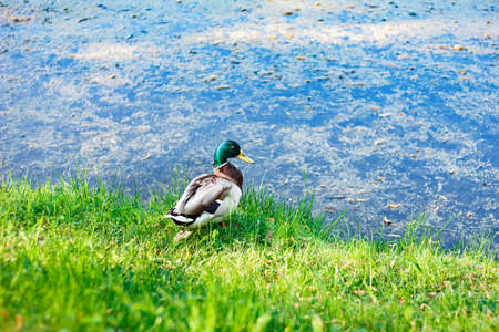 Duck bird swimming in lake. Wild mallard. Selective focus.の写真素材