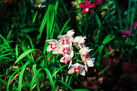 Blooming elegant pink orchids in blossom garden. Spring flowers on blurred floral background. Courtyard in springtime. Beautiful landscaped terrace of a house green plants.の写真素材