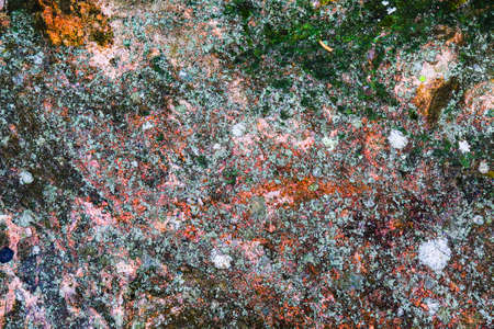 Stone texture as abstract grunge background with mottled colors. Natural hard rock surface. Multicolor old dry lichen and moss on surface. Weathered wall, vintage ground floor.の写真素材