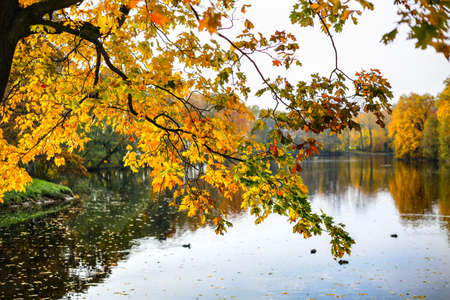 Autumn landscape. Beautiful yellow and green leaves. Colorful forest in fall season. Beaute in nature. City park. Selective focus.の写真素材