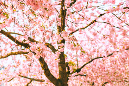 Kungsan park, in Stockholm, Sweden. Cherry trees blooming. Spring flowers in living coral color....