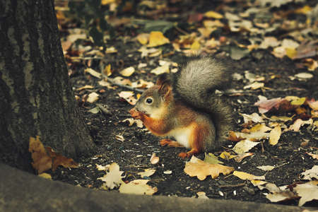 Red squirrel sitting on fall leaves