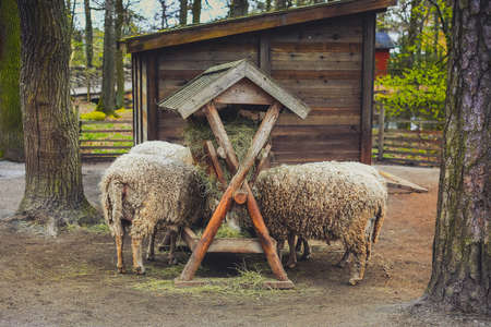 Sheeps eating hay on farm, back view. Lambs feeding at trough near barn.の写真素材