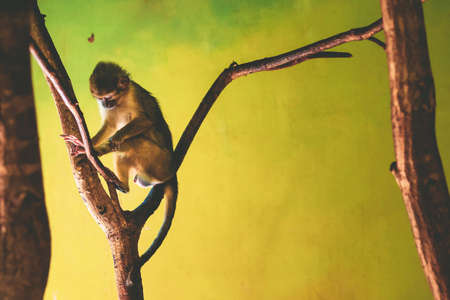 Gabon Talapoin Monkey (Miopithecus ogouensis). Northern talapoinの写真素材