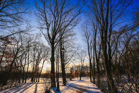 Silhouette trees without leaves against the blue sky at sunset. Winter city park with ground and...