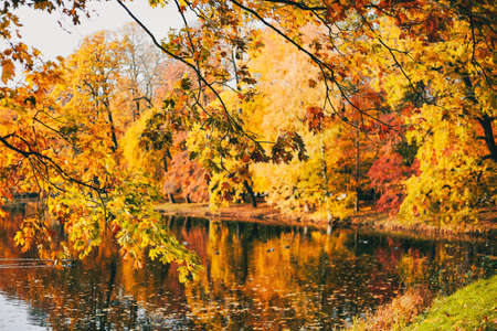 Autumn landscape on sunny day. Colorful vegetation. Selective focus.の写真素材