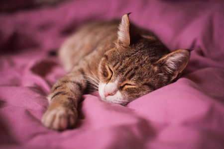 Portrait of shorthair striped cat sleeping in soft cozy bed close-up, soft focus.の写真素材
