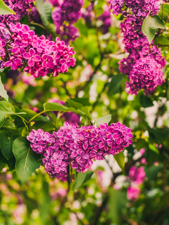 Lilac flowers blossom in spring. selective focus.の写真素材