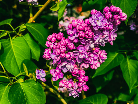 Beautiful lilac flowers in the garden. Spring flowers. Lilac flowers.の写真素材