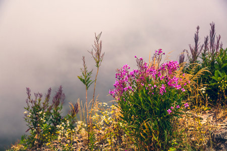 View of vibrant alpine wildflowers. Flowering herbs on the edge of steep rocky slope. Natural beauty. Seasonal flowers and local flora. Cloudy weather. Calm misty highland and forest.の写真素材