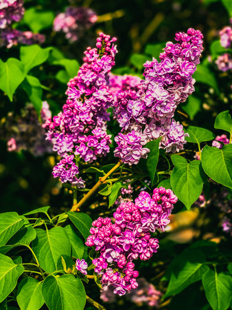 Beautiful lilac flowers in the garden. Selective focus.の写真素材