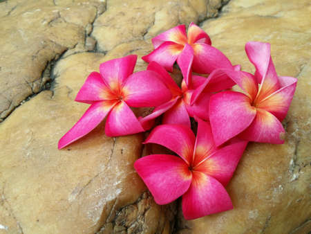 Pink frangipani spa flowers stone backgroundの素材