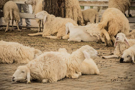 Sheeps in the farmの写真素材
