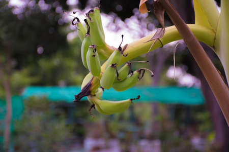 Bundle of beautiful bananasの写真素材