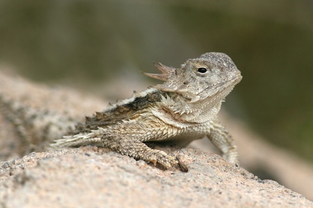 Desert Horned Lizard (Phrynosoma platyrhinos) - Sonoran Desertの写真素材