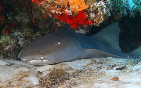 Nurse shark (Ginglymostoma cirratum) - Cozumel, Mexicoの写真素材
