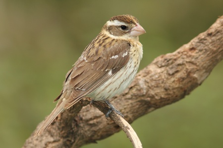 Female Rose-breasted Grosbeakの写真素材