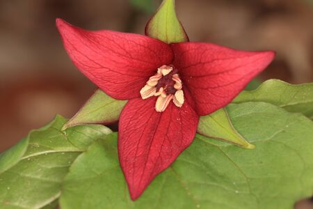 Red Trillium (Trillium erectum) - Ontario, Canadaの写真素材