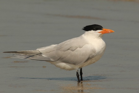 Royal Tern (Sterna maxima) - Cumberland Island Georgia	の写真素材