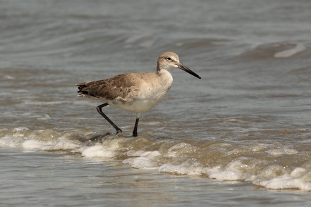 Willet (Catoptrophorus semipalmatus) on the shore of Cumberland Island, Georgiaの写真素材