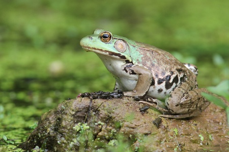 Female Green Frog (Rana clamitans) and Young Frogs on Logの写真素材