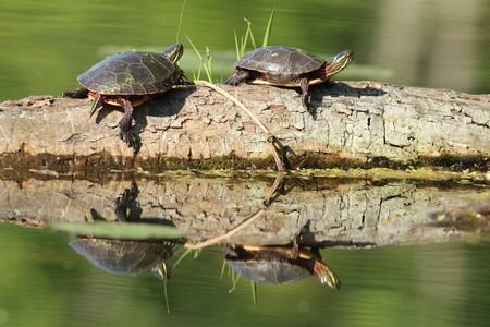 Pair of Painted Turtles (Chrysemys picta) Basking on a Log - Old Ausable Channel, Pinery Provincial Park, Ontario, Canadaの写真素材