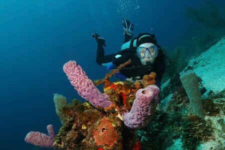 Scuba Diver and Purple Vase Sponges on a Coral Reef in Roatanの写真素材